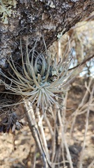 Tillandsia atroviridipetala, photograph (c) Carlos Domínguez-Rodríguez, some rights reserved (CC BY)
