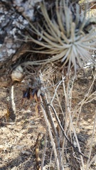 Tillandsia atroviridipetala, photograph (c) Carlos Domínguez-Rodríguez, some rights reserved (CC BY)