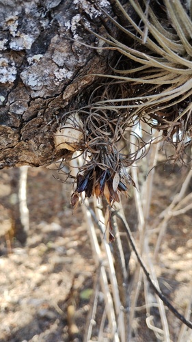 Tillandsia atroviridipetala, photograph 5