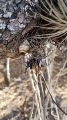Tillandsia atroviridipetala, photograph (c) Carlos Domínguez-Rodríguez, some rights reserved (CC BY)