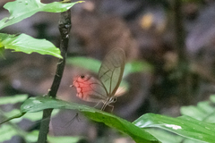 Cithaerias
