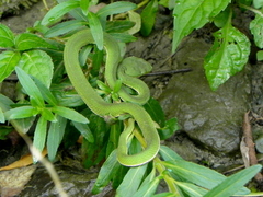 Trimeresurus