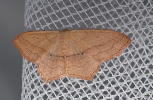 Scopula imitaria