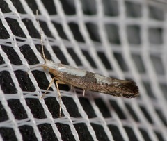 Argyresthia spinosella