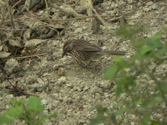 Pterorhinus lanceolatus