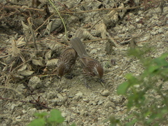 Pterorhinus lanceolatus