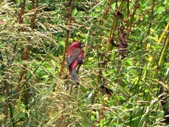 Carpodacus vinaceus