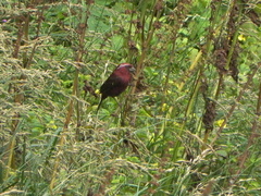 Carpodacus vinaceus