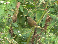 Carpodacus vinaceus