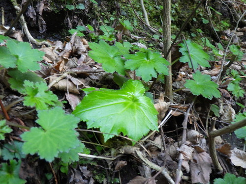 Saxifraga sendaica iNat (1)