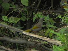 Trochalopteron elliotii