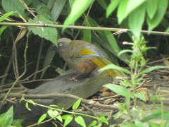 Trochalopteron elliotii