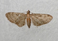 Eupithecia haworthiata