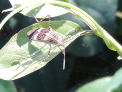 Hypselonotus lineatus