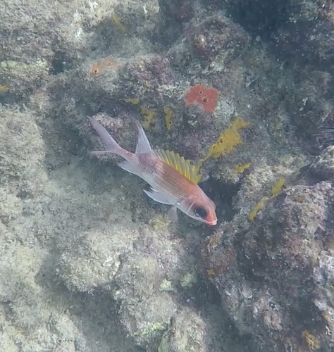Squirrelfish (Holocentrus adscensionis) — Holocentridae — 3