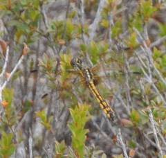 Austrothemis nigrescens