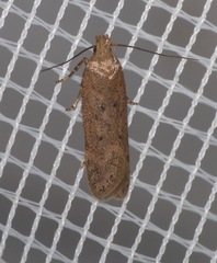 Bryotropha terrella