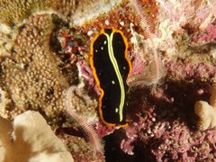 Pseudoceros dimidiatus