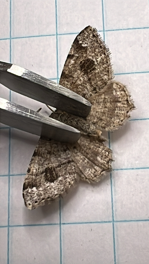 Six-spotted Angle Moth