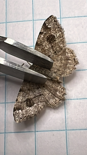 Six-spotted Angle Moth