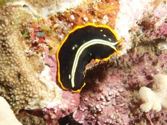 Pseudoceros dimidiatus