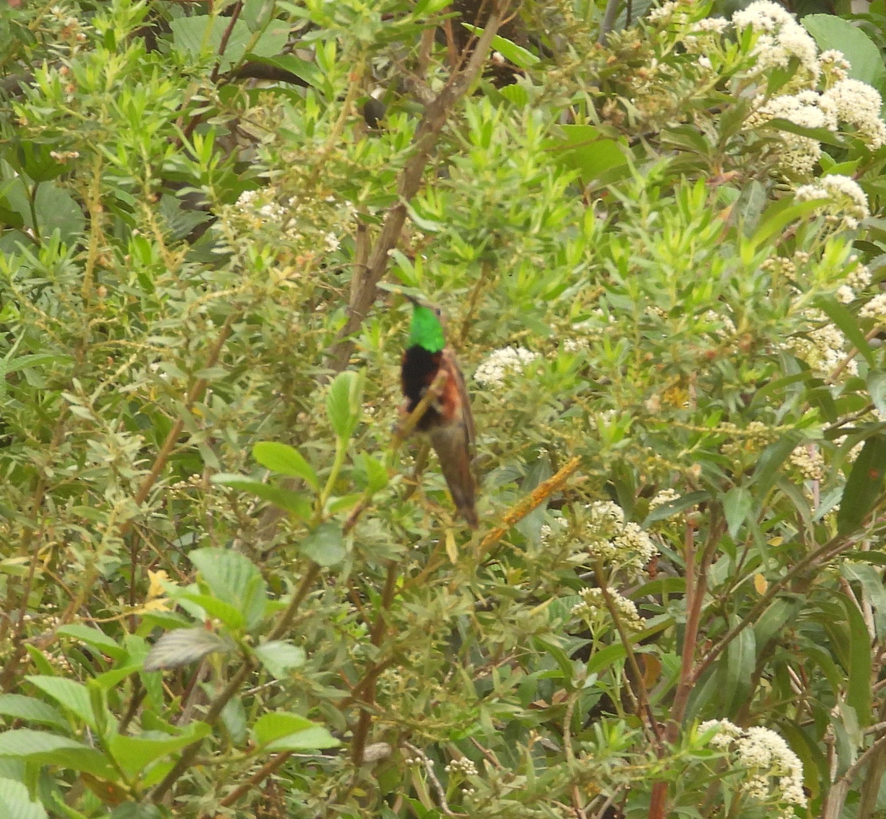 Wedge-tailed Hillstar (Oreotrochilus adela), photo 1