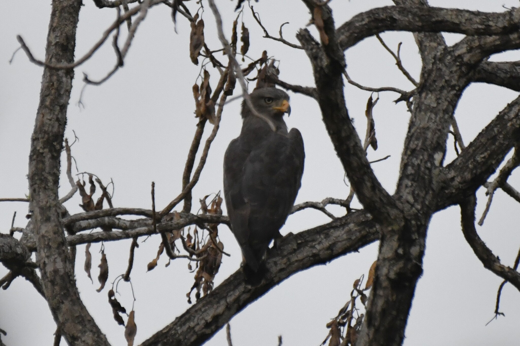 Western Banded Snake Eagle (Circaetus cinerascens), photo 2