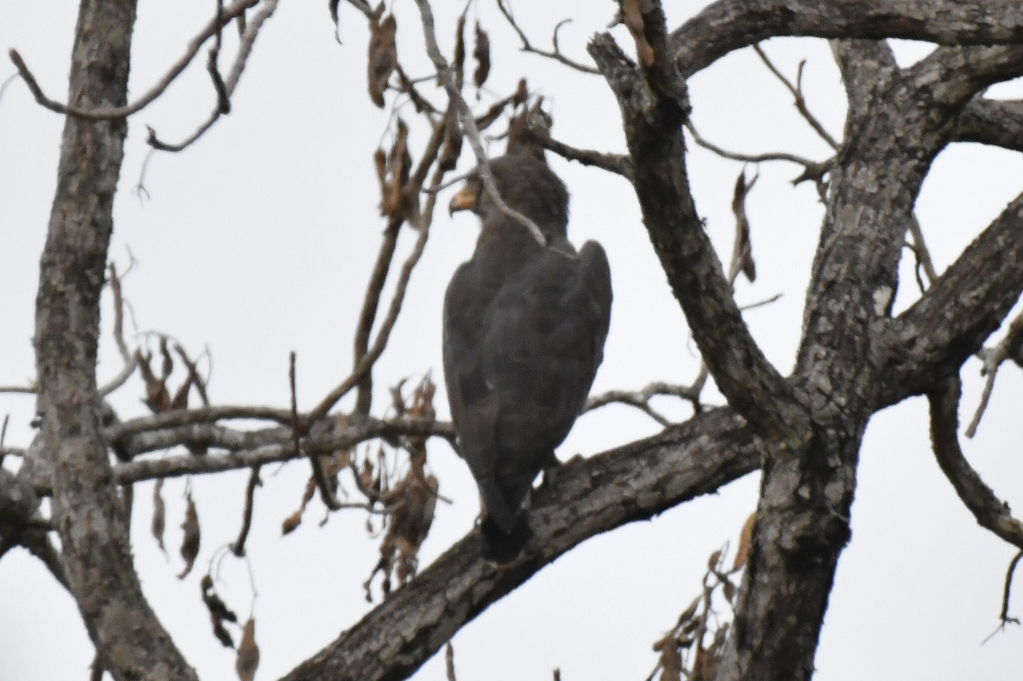 Western Banded Snake Eagle (Circaetus cinerascens), photo 3