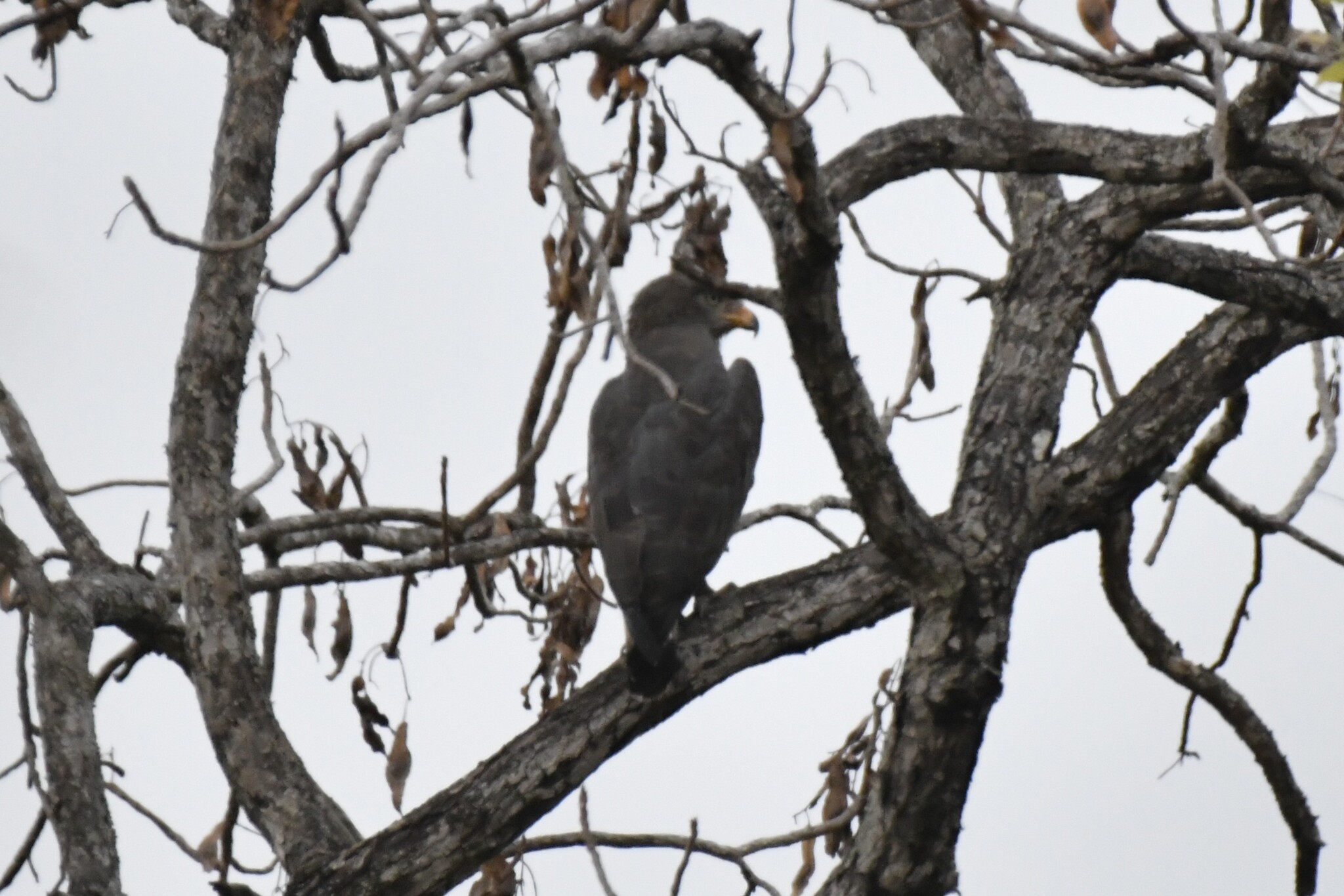 Western Banded Snake Eagle (Circaetus cinerascens), photo 9
