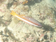 Lutjanus biguttatus