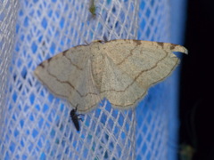 Stegania trimaculata