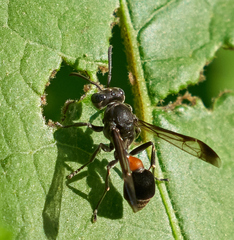 Ropalidia sumatrae