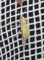 Pachyrhinus lethierryi