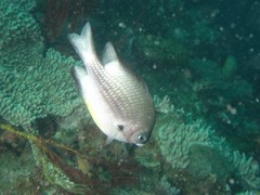 Amblyglyphidodon leucogaster