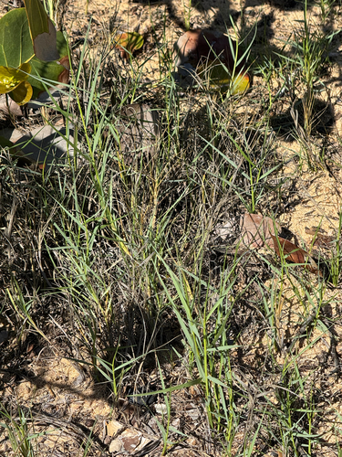 Cynodon dactylon observed 2025-12-21