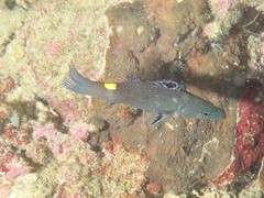 Arrow-Head Soapfish photo 3