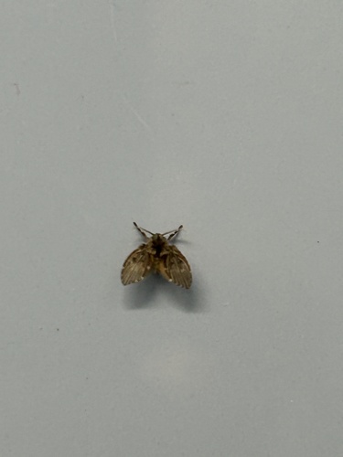 Unknown species found near Bexar County, US-TX, US