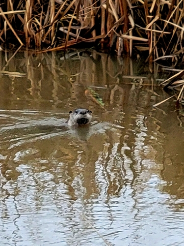 North American River Otter photographed in Idaho