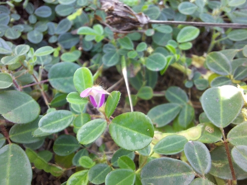 Grona heterophylla observed 2025-12-20