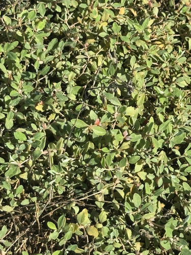 Atriplex semibaccata observed 2025-12-21