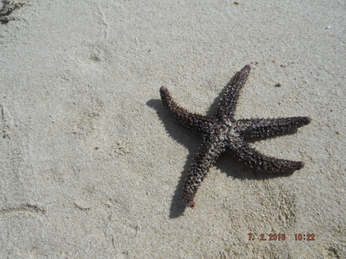 Echinaster serpentarius