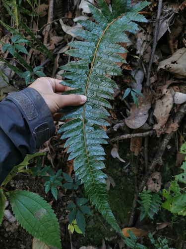 Polystichum neolobatum iNat (3)