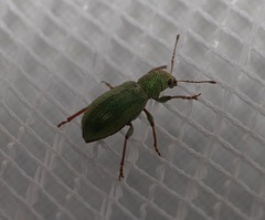 Pachyrhinus lethierryi