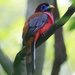 Philippine Trogon - Photo (c) Carmelo López Abad, some rights reserved (CC BY-NC), uploaded by Carmelo López Abad