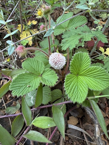 Nilgiri Strawberry