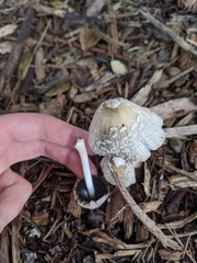 Coprinellus flocculosus