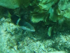 Thalassoma nigrofasciatum