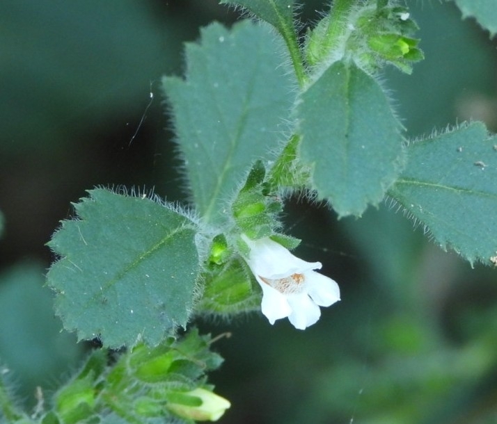 Capraria frutescens