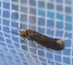 Cephimallota crassiflavella