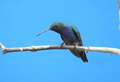 Chrysuronia coeruleogularis